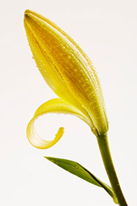 sb10067286k-001.jpg